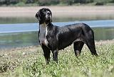 DOGUE ALLEMAND 152